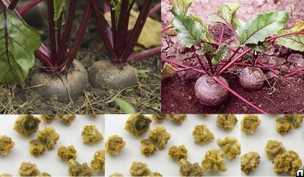 Когда можно сажать свеклу и морковь в открытый грунт в