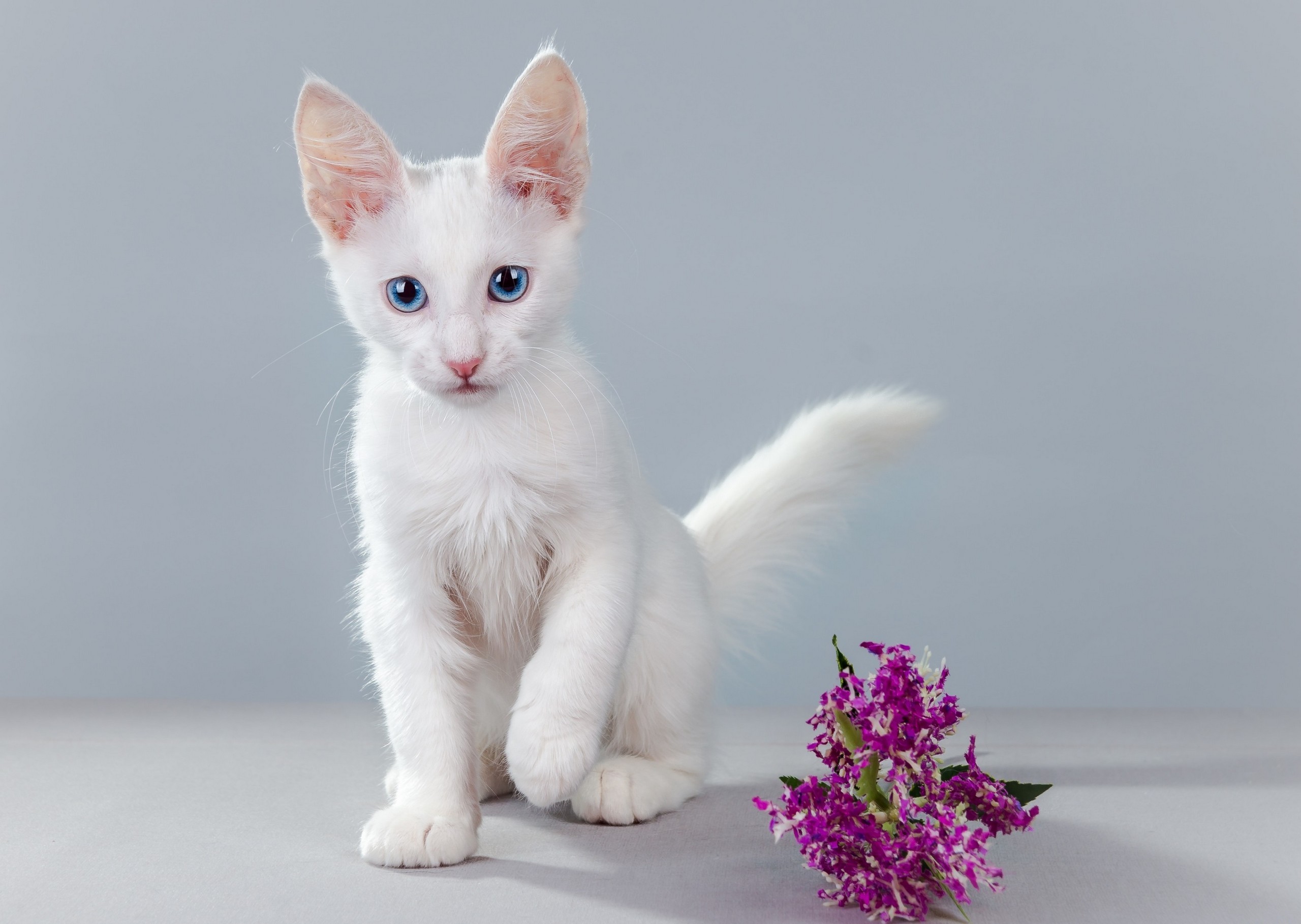 имя для белой кошки с голубыми глазами
