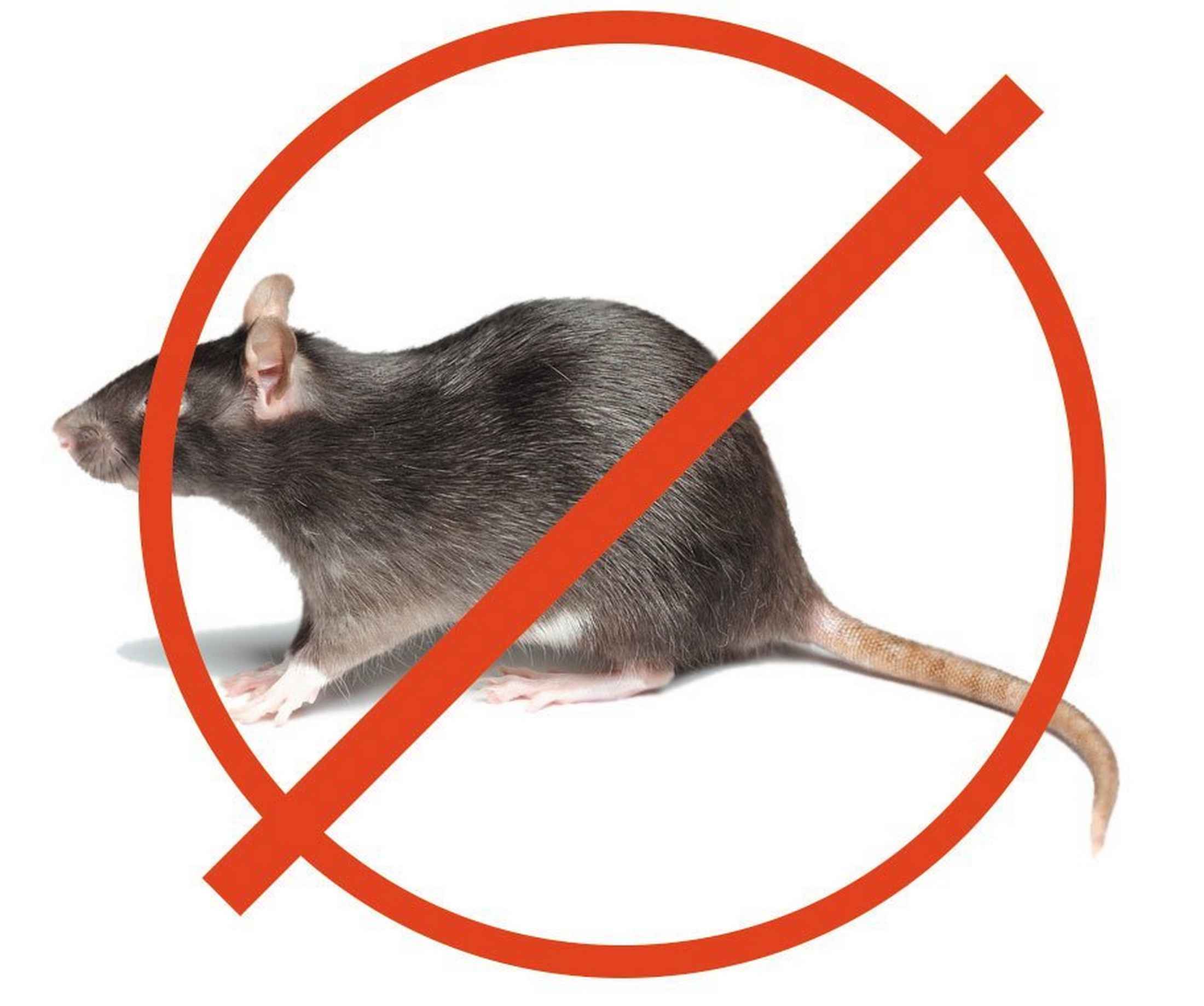 Способы уничтожения крыс